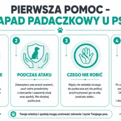 Pierwsza pomoc przy ataku padaczki u psa: rozpoznawanie, postępowanie podczas i po ataku, czego nie robić.