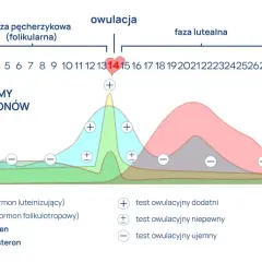 Wykres pokazuje poziomy hormonów w cyklu miesiączkowym. Szczyt LH (hormon luteinizujący) poprzedza owulację, co jest kluczowe dla testów owulacyjnych.