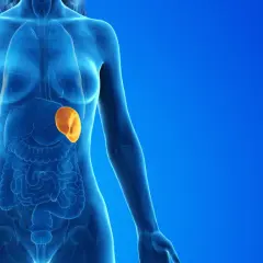 Anatomical illustration showing a translucent blue human torso with internal organs. A bright orange, enlarged spleen is highlighted.