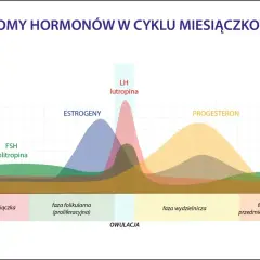 Wykres pokazuje poziomy hormonów w cyklu. Po owulacji, w fazie lutealnej, progesteron rośnie, wpływając na samopoczucie.