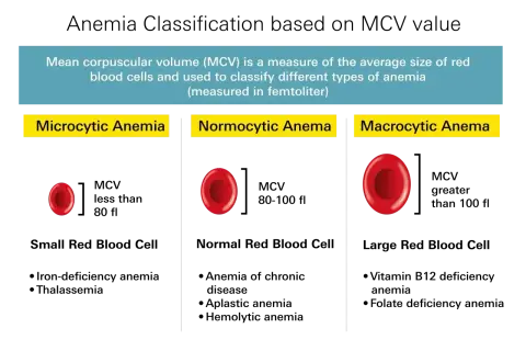 Porównanie wielkości erytrocytów w anemii mikrocytarnej, normocytarnej i makrocytarnej. MCV to wskaźnik pomocny w diagnostyce, choć odczyn Coombsa jest innym badaniem.