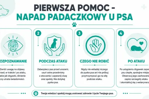 Pierwsza pomoc przy ataku padaczki u psa: rozpoznawanie, postępowanie podczas i po ataku, czego nie robić.