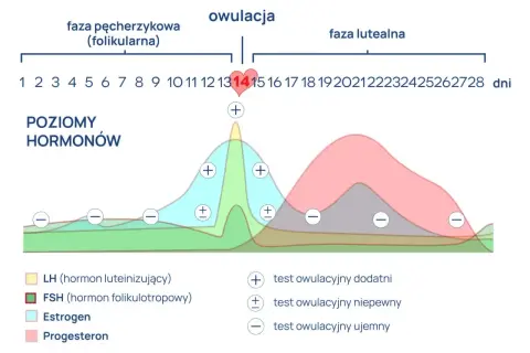 Wykres pokazuje poziomy hormonów w cyklu miesiączkowym. Szczyt LH (hormon luteinizujący) poprzedza owulację, co jest kluczowe dla testów owulacyjnych.