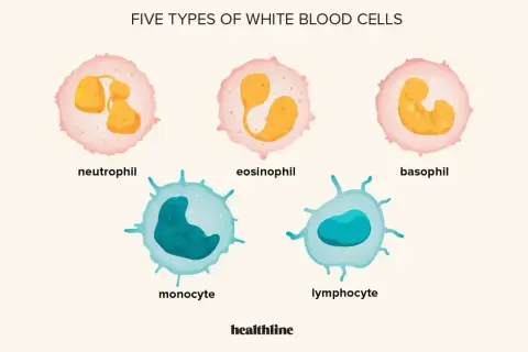 Pięć typów białych krwinek: neutrofil, eozynofil, bazofil, monocyt, limfocyt. Zwiększona liczba białych krwinek to leukocytoza.