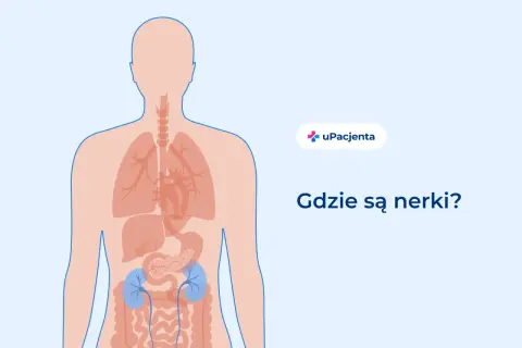 Schemat ludzkiego ciała z zaznaczonymi płucami, sercem, trzustką i nerkami. Pytanie: Gdzie bolą nerki?