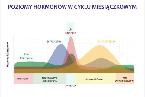 Wykres pokazuje poziomy hormonów w cyklu. Po owulacji, w fazie lutealnej, progesteron rośnie, wpływając na samopoczucie.