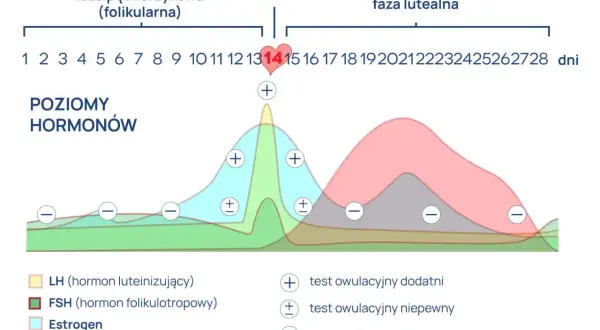Wykres pokazuje poziomy hormonów w cyklu miesiączkowym. Szczyt LH (hormon luteinizujący) poprzedza owulację, co jest kluczowe dla testów owulacyjnych.