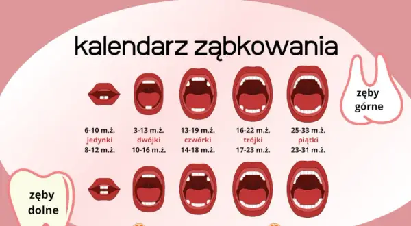 Kiedy wychodzą zęby? Kalendarz, objawy i ulga dla malucha