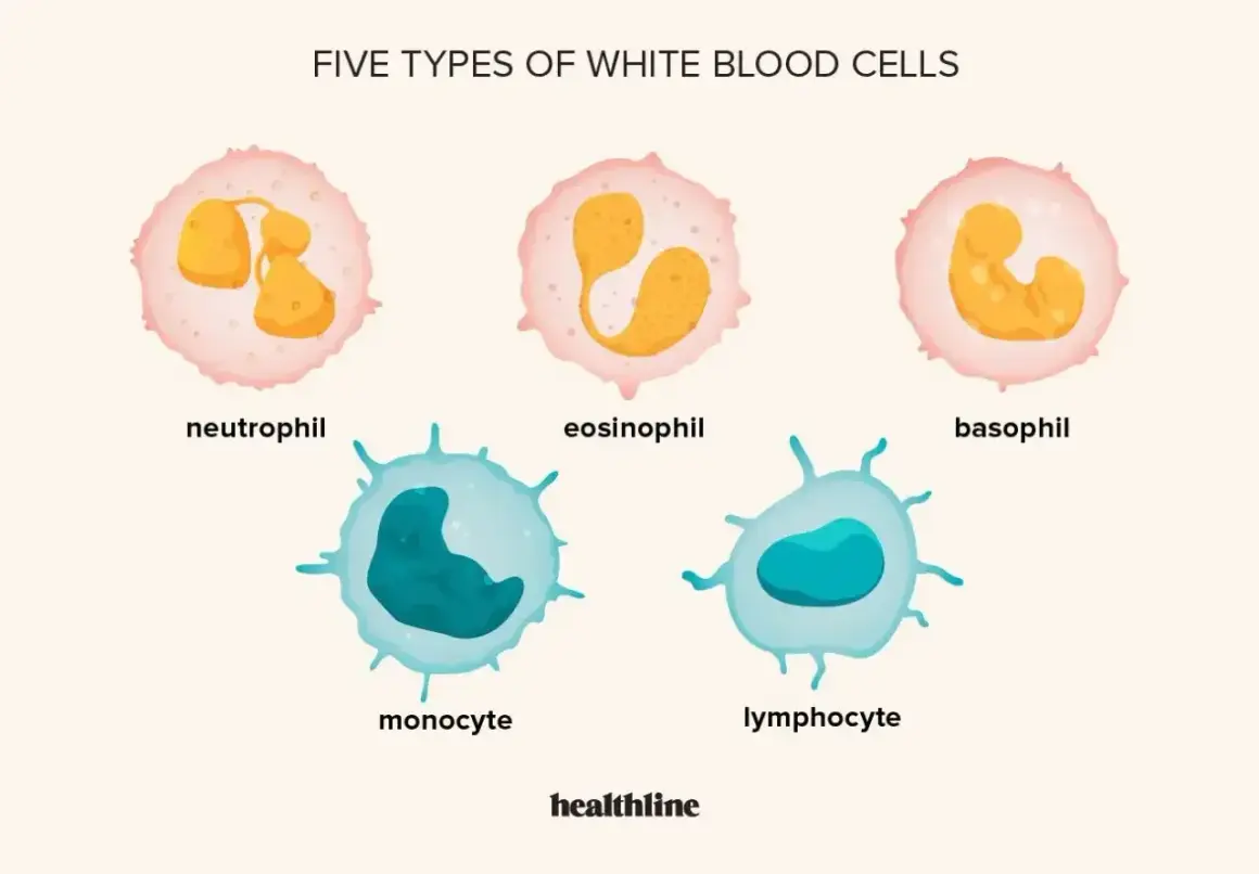Pięć typów białych krwinek: neutrofil, eozynofil, bazofil, monocyt, limfocyt. Zwiększona liczba białych krwinek to leukocytoza.