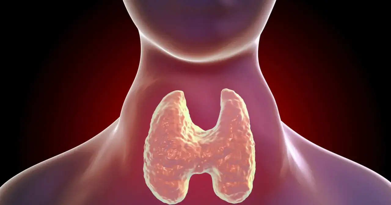 Anatomia: co to tarczyca? Gruczoł w kształcie motyla na szyi, odpowiedzialny za hormony.