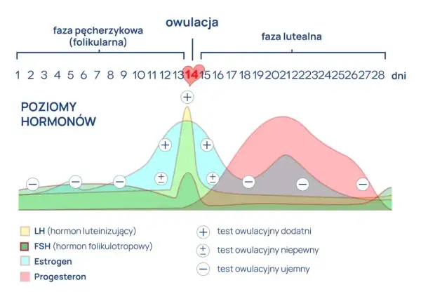 Wykres pokazuje poziomy hormonów w cyklu miesiączkowym. Szczyt LH (hormon luteinizujący) poprzedza owulację, co jest kluczowe dla testów owulacyjnych.
