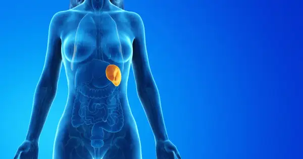 Anatomical illustration showing a translucent blue human torso with internal organs. A bright orange, enlarged spleen is highlighted.