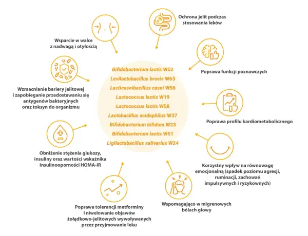 Diagram przedstawia korzyści z probiotyków, w tym wsparcie w walce z nadwagą, poprawę funkcji poznawczych i kardiometabolicznych, a także łagodzenie objawów żołądkowo-jelitowych, np. przy stosowaniu metforminy. Wymieniono szczepy, w tym Bifidobacterium...